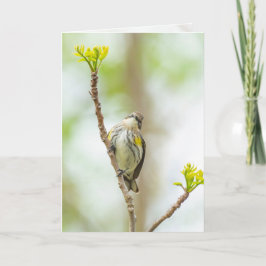 Tarjeta Reinita coronada hembra