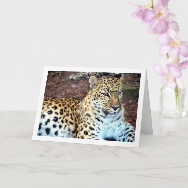 Tarjeta Relajación de leopardo (Orquídea)