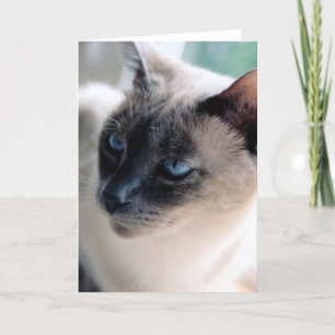 Tarjeta reservada del gato siamés (interior en