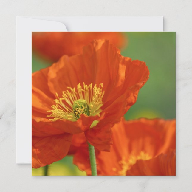 Tarjeta Respetuoso disquete rojo (Anverso)