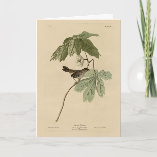 Tarjeta Resplandor del pantano de los pájaros de América d (Anverso)