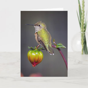 Tarjeta Restos del colibrí en el brote de flor