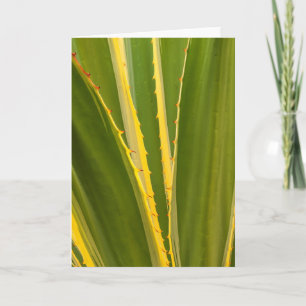 Tarjeta Resumen de la planta de Agave