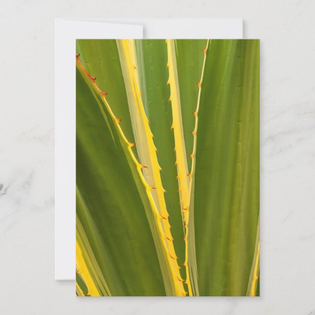 Tarjeta Resumen de la planta de Agave (Anverso)