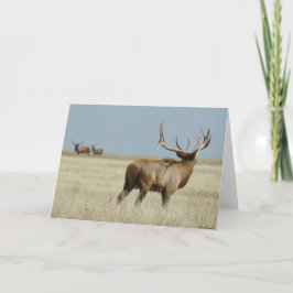 Tarjeta Retador de alce toro E20