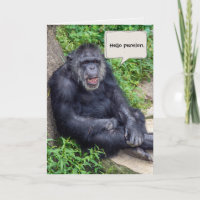 Retiro feliz del chimpancé