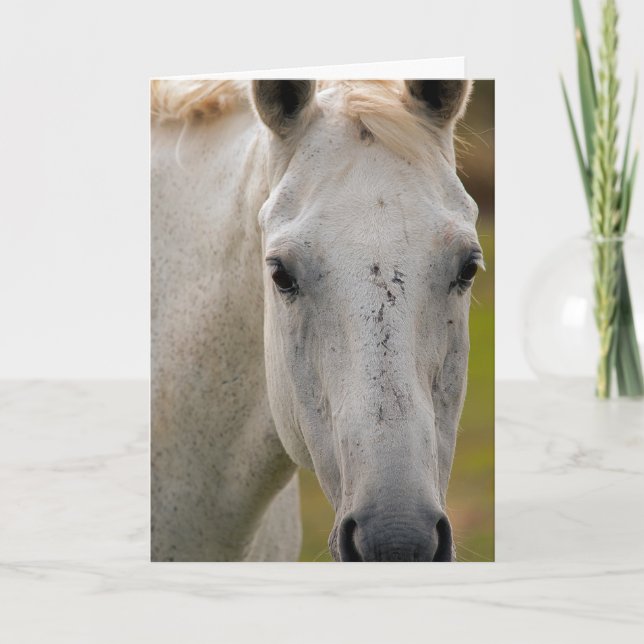 Tarjeta Retrato blanco de caballo (Anverso)