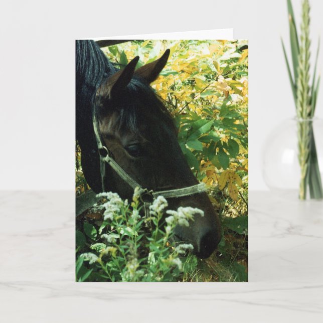 Tarjeta Retrato de caballo (Anverso)