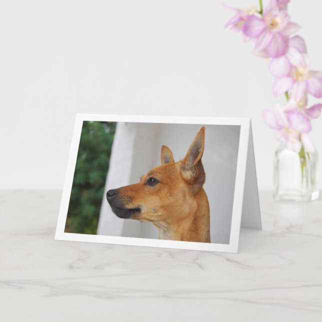 Tarjeta retrato de cabeza de Pinscher Miniatura (Orquídea)