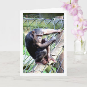 Tarjeta Retrato de chimpancé