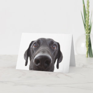 Tarjeta Retrato de cierre del labrador negro