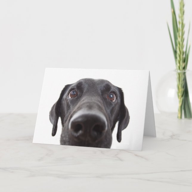 Tarjeta Retrato de cierre del labrador negro (Anverso)