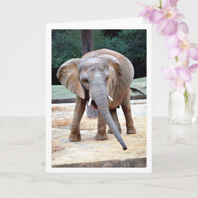 Tarjeta Retrato de elefante africano (Orquídea)