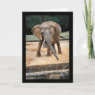 Tarjeta Retrato de Elefante Africano
