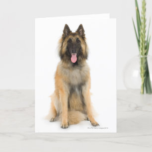 Tarjeta Retrato de estudio de perro pastor belga