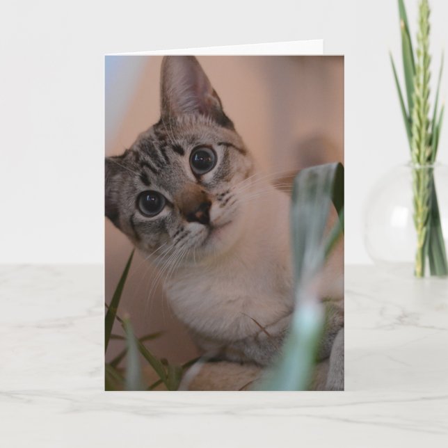 Tarjeta Retrato de foto de gato lindo (Anverso)