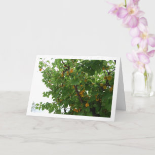 Tarjeta Retrato de Fruta de Albaricoque en el Árbol