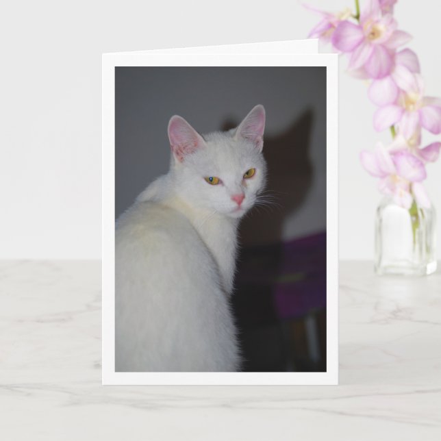 Tarjeta Retrato de gatito blanco dulce (Orquídea)