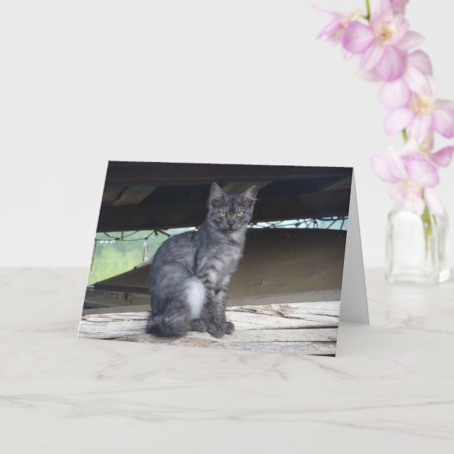 Tarjeta Retrato de gato comunitario (Orquídea)