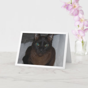 Tarjeta Retrato de gato negro