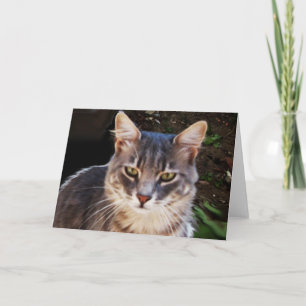 TARJETA RETRATO DE GATO TURCO GRIS