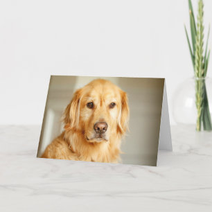 Tarjeta Retrato de Golden Retriever