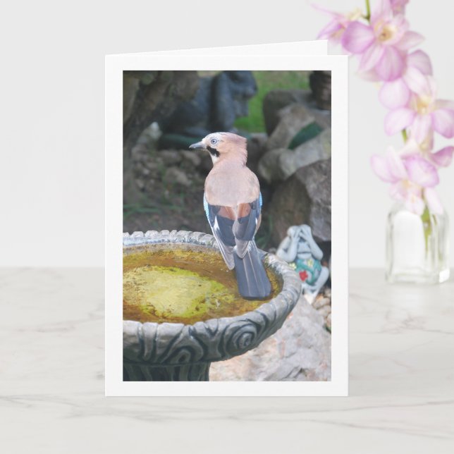 Tarjeta Retrato de Jay Bird Eurasiático (Orquídea)