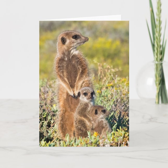 Tarjeta Retrato de la familia Meerkat (Anverso)