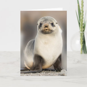 Tarjeta Retrato de la lona de foca en la playa
