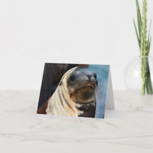 Tarjeta Retrato de león marino