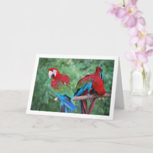 Tarjeta Retrato de Loros Rojo Azul y Verde