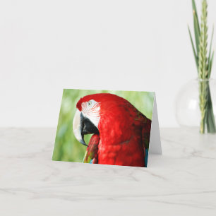 Tarjeta Retrato de Macaw