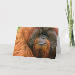 Tarjeta Retrato de Orangután macho, Georgia, EE. UU.