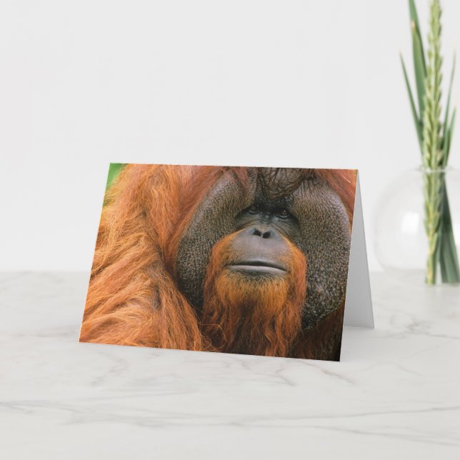 Tarjeta Retrato de Orangután macho, Georgia, EE. UU. (Anverso)