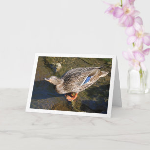 Tarjeta Retrato de pato real hembra
