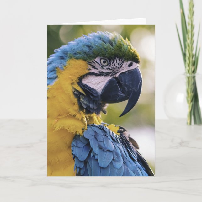 Tarjeta Retrato de perfil de loro de Macaw (Anverso)