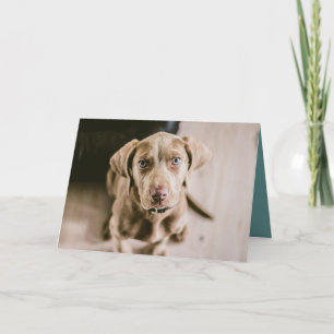 Tarjeta Retrato de perro