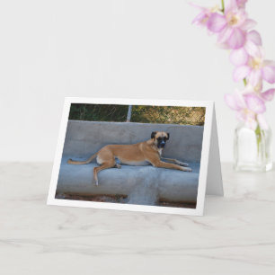 Tarjeta Retrato de perro acostado