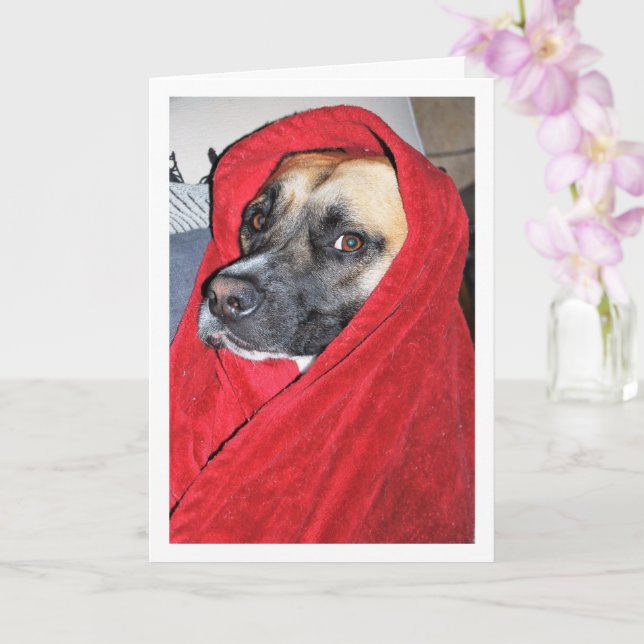 Tarjeta Retrato de perro con manta roja (Orquídea)