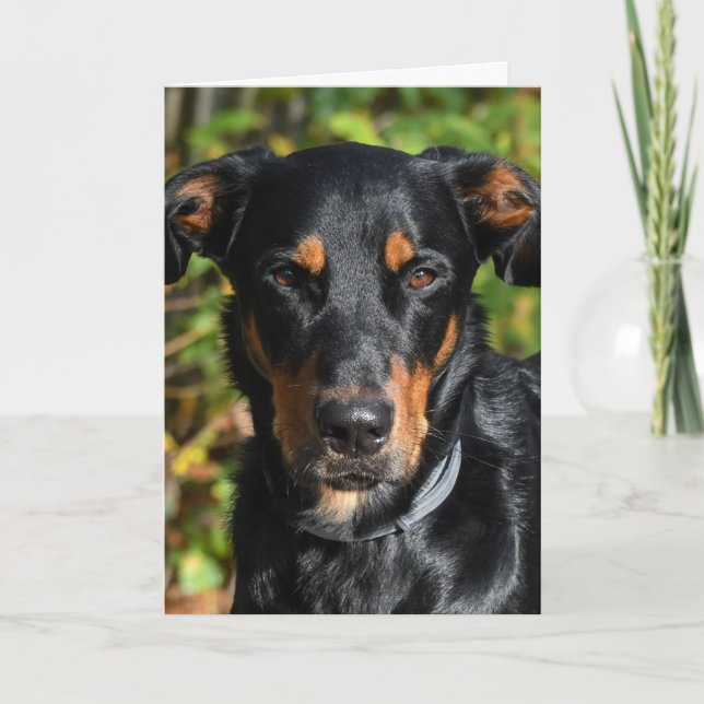 Tarjeta Retrato de Perro de Beauceron (Anverso)