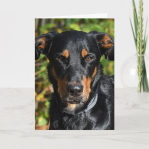 Tarjeta Retrato de Perro de Beauceron