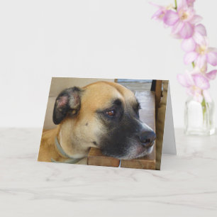 Tarjeta Retrato de perro de piel negra