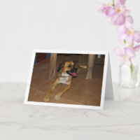 Retrato de perro en el suelo