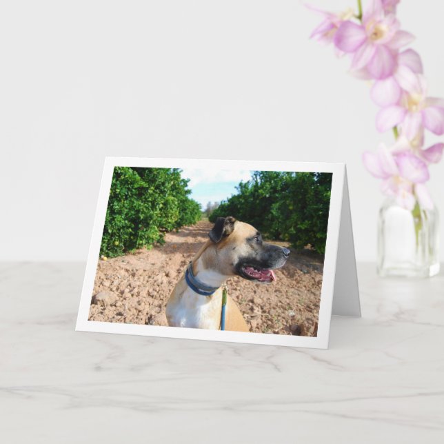 Tarjeta Retrato de perro en huerto (Orquídea)