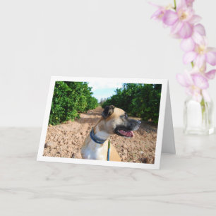 Tarjeta Retrato de perro en huerto