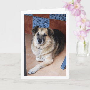 Tarjeta Retrato de perro y baldosas