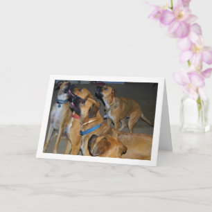 Tarjeta Retrato de perros sentados para comer