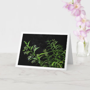 Tarjeta Retrato de planta de jazmín por la noche