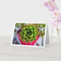 Retrato de planta suculenta