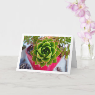 Tarjeta Retrato de planta suculenta